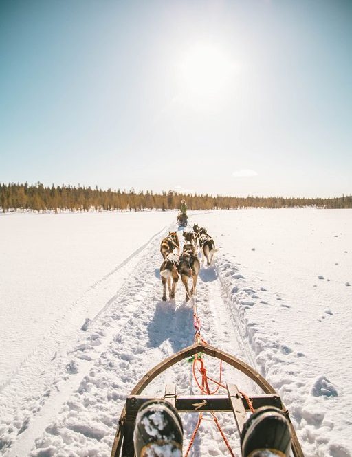 Husky Safari