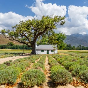 Franschhoek