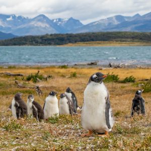 Tierra del fuego