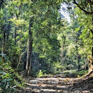 doi-suthep-forest-dirt-road-w-900
