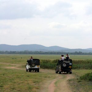Minneriya National Park