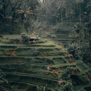 Bali Rice Fields