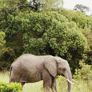 Maasai Mara