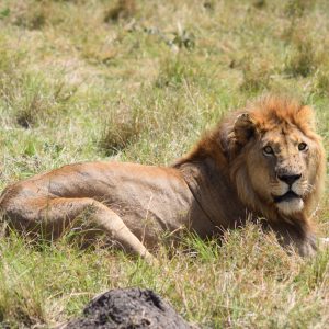 Maasai Mara National Park