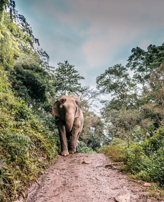 Chiang Mai, Thailand