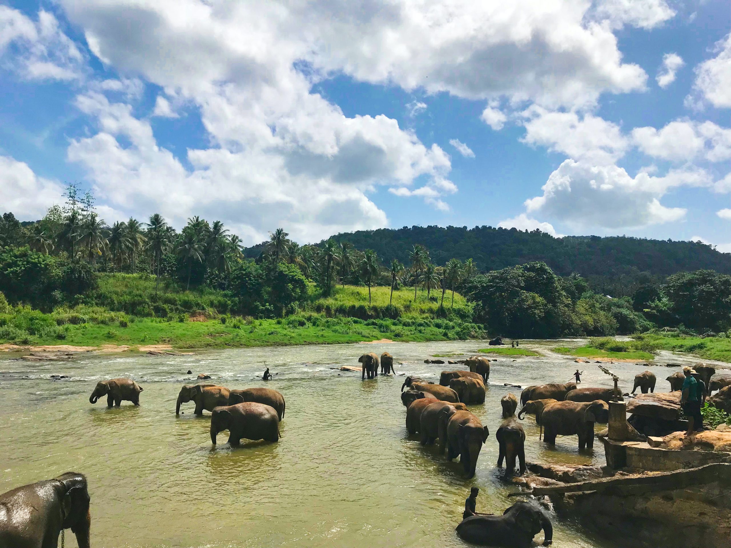 Minneriya National Park