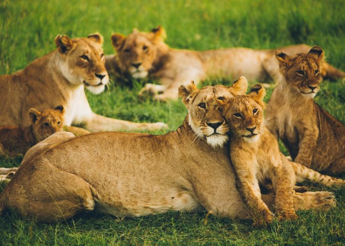 Maasai Mara