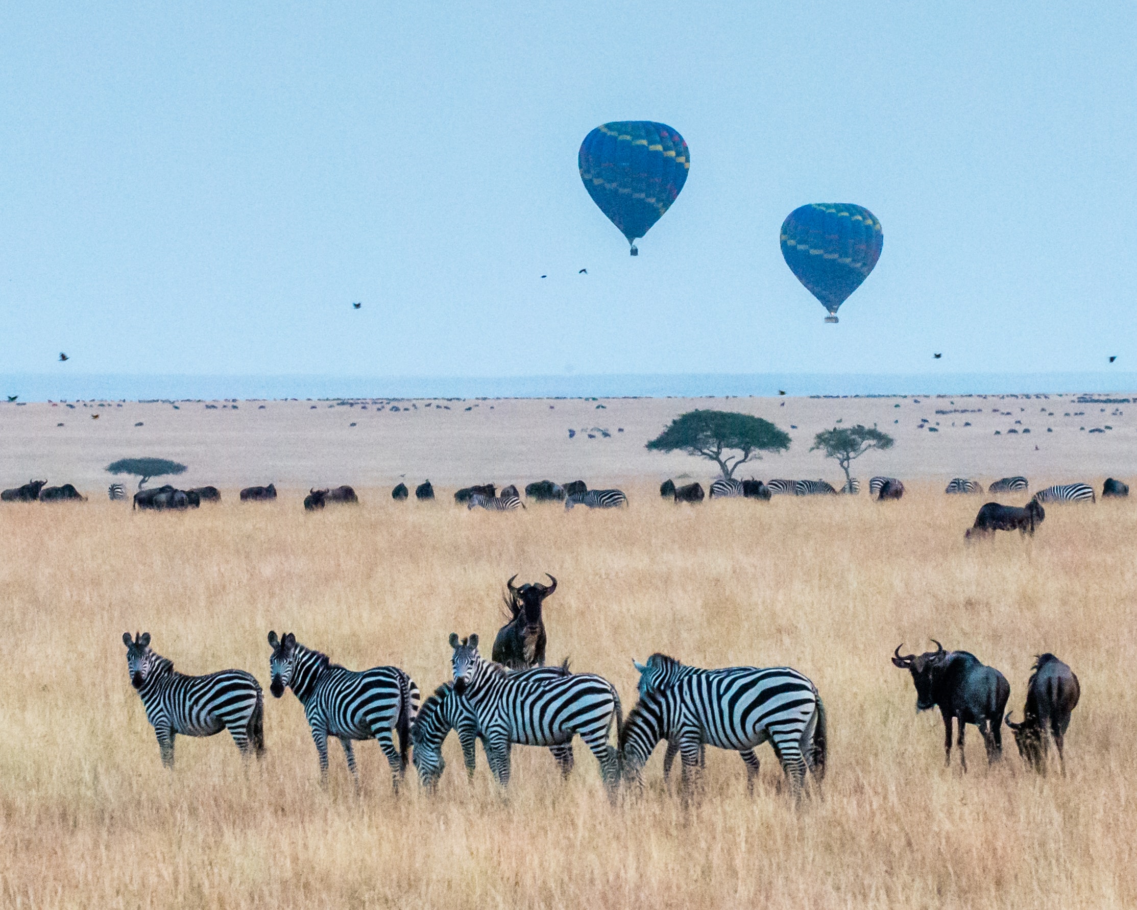 Maasai Mara