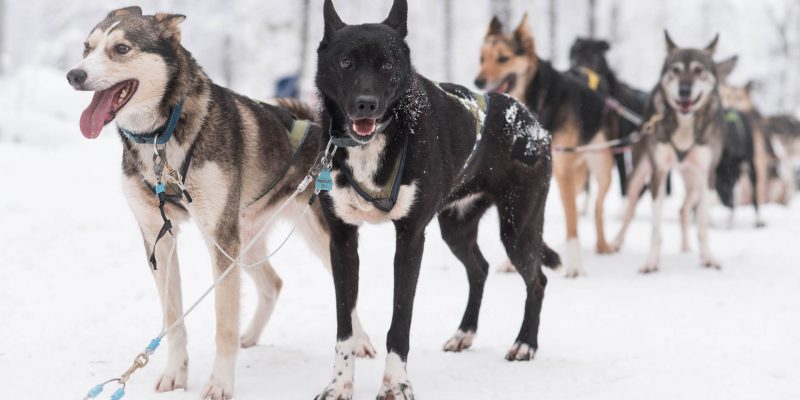 Huskies Rovaniemi