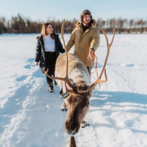 Reindeer in Apukka Resort Rovaniemi Lapland Finland (3) (1) (1)