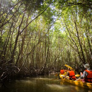 Elephant Hills- Kayaking into the mangrove in Nature Safari Tour (NS4)