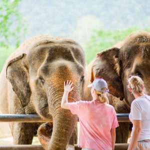 Ethical Elephant Experience at Elephant Hills Luxury Tented Camp Khao Sok National Park Thailand - no Elephant Riding or Bathing