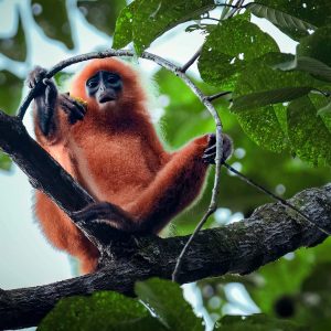 maroon langur-