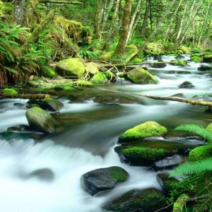 Daintree Rainforest