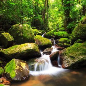 Masoala national park