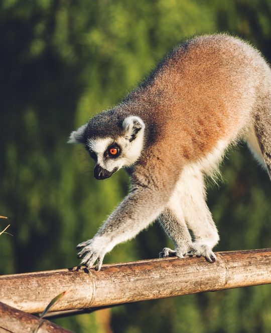 lemur-4795249_1280