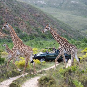 Game Drive_DSC1747