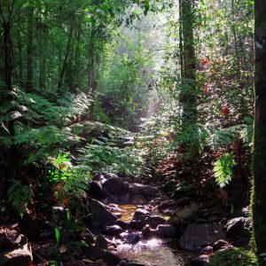 Sinharaja Rainforest