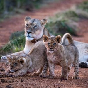 Wildlife Lion Cub