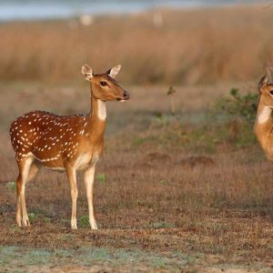 Wilpattu National Park