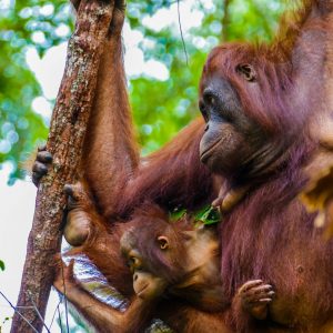 Borneo 9