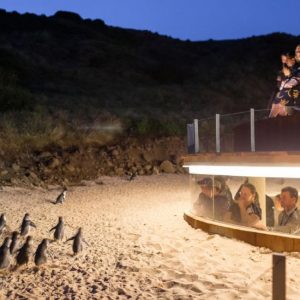 Philip Island Penguin Parade