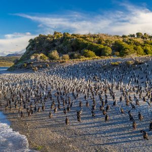 Penguin Island Martillo