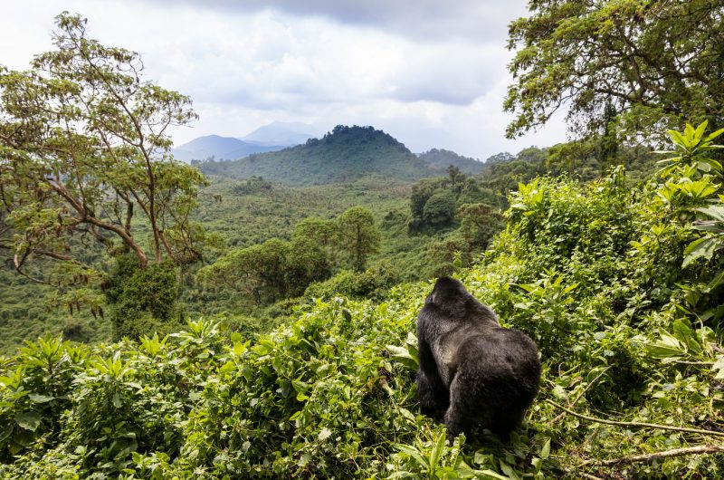 Rwanda Mountain Rwanda Mountain