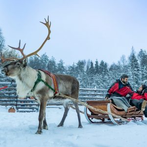 Reindeer sleigh drive